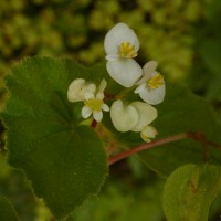 Begonia hirtella Link